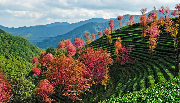 無量山櫻花谷