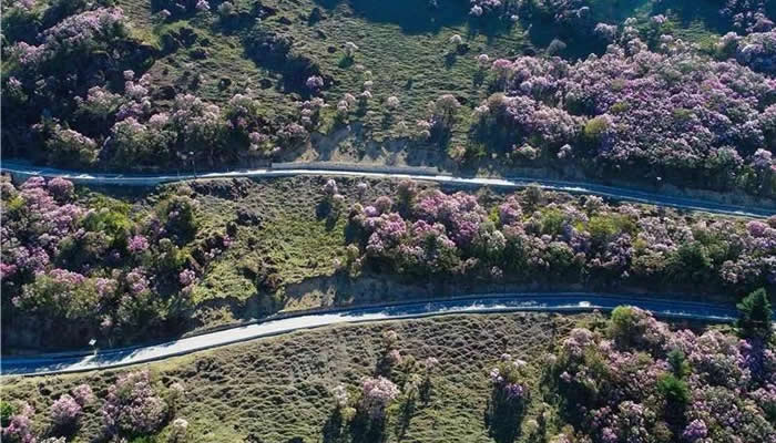 轎子雪山杜鵑花