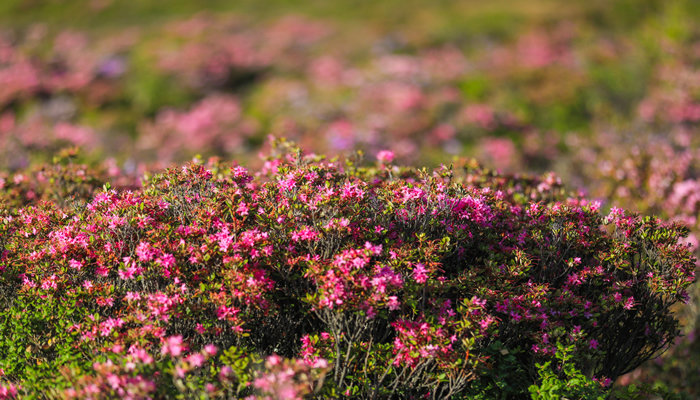 香格里拉杜鵑花