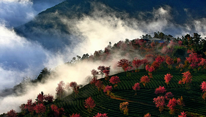 無量山櫻花谷