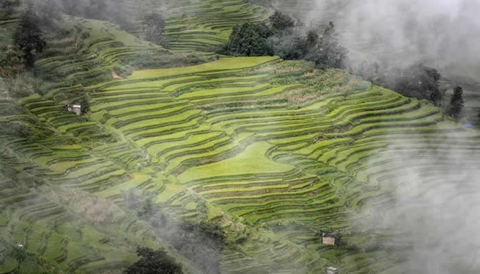 夏天的元陽梯田